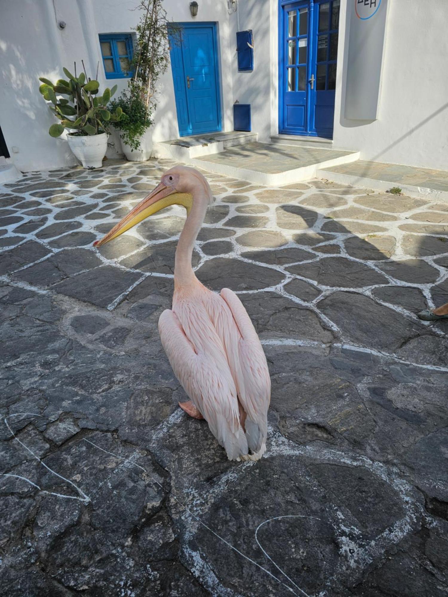 Mykonos Town Lalaland 아파트 외부 사진